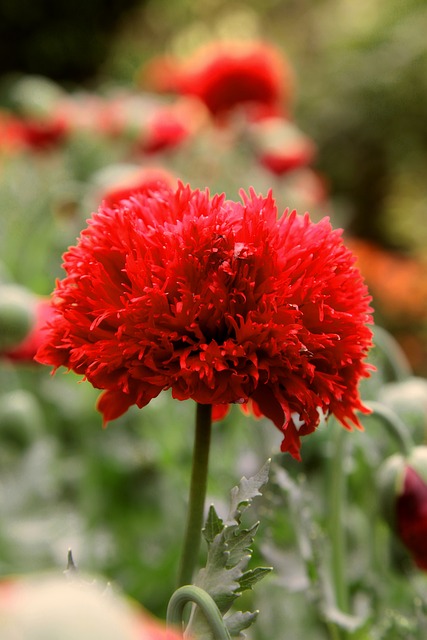 Free Poppies Flowers photo and picture