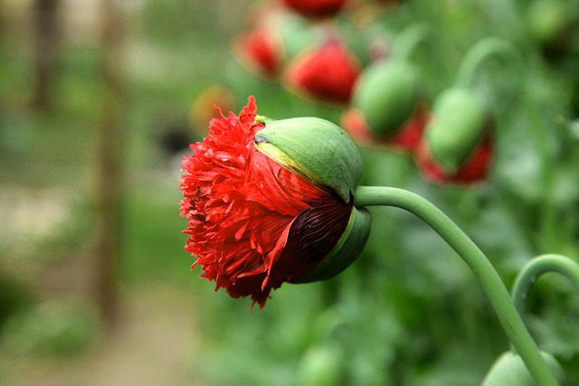 Free Poppies Flowers photo and picture