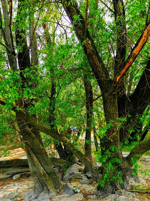 Trær, Planter, Skog, Natur, Green