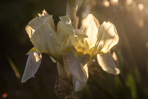 Flor, Iris, Floración, Han Florecido