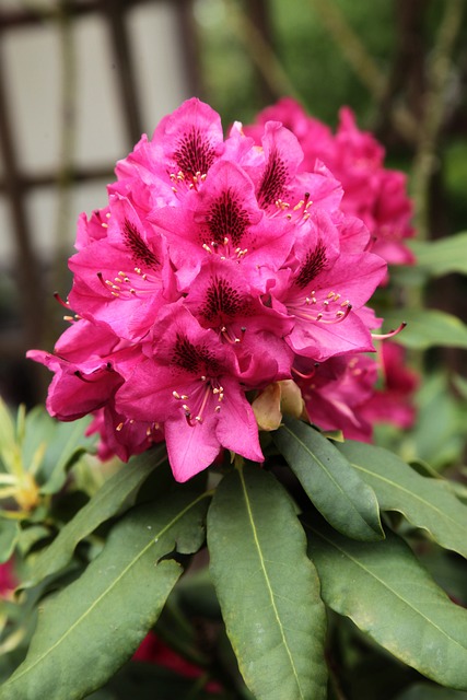 Free Flowers Spring photo and picture