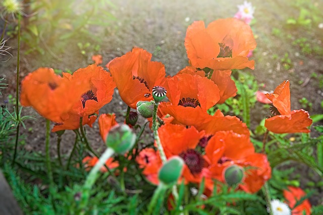 Free Flowers Spring photo and picture