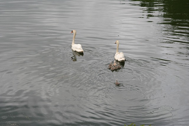 Free Mute Swans Swans photo and picture