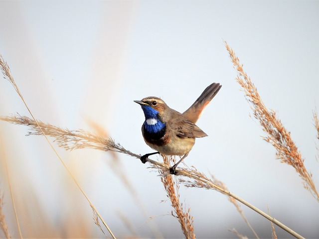 Free Bluethroat Songbird photo and picture