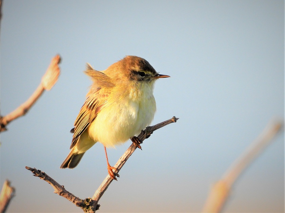 Songbird Ave Aves Canoras Foto Gratis En Pixabay