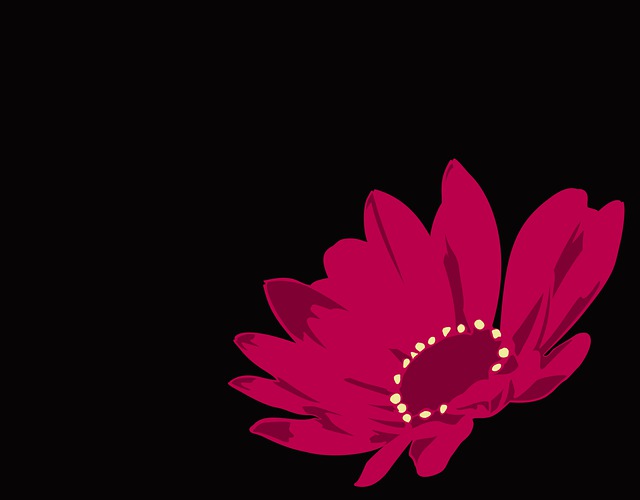 Free gerbera red black background illustration