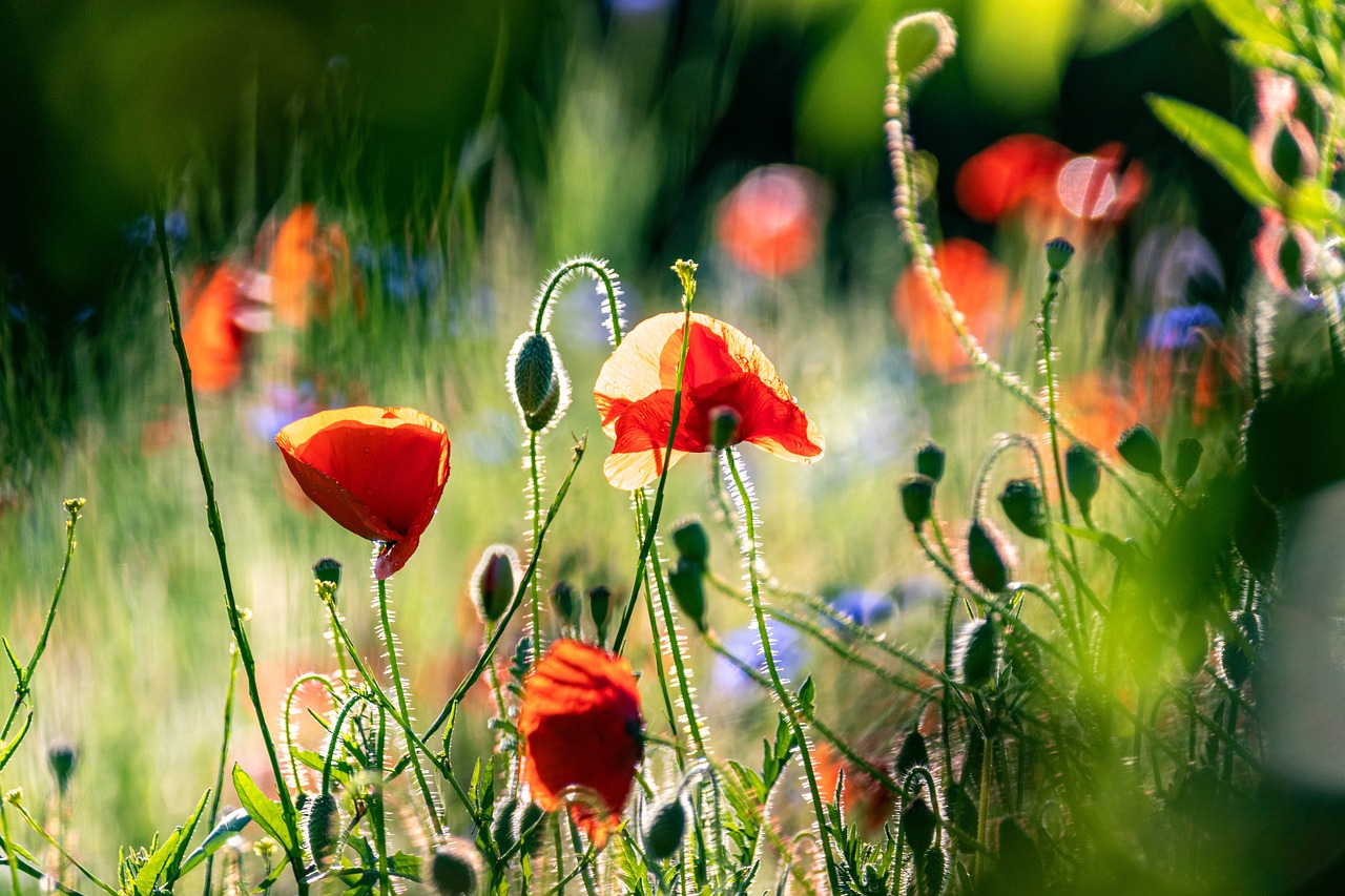 500+ kostenlose Frühlingswiesen und Blumenwiese-Bilder - Pixabay