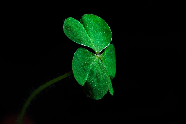 Free Grass Plant photo and picture
