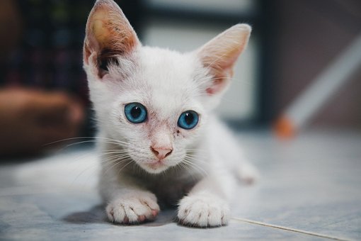 Kat, Killing, Dyr, Natur, Kæledyr, Sød