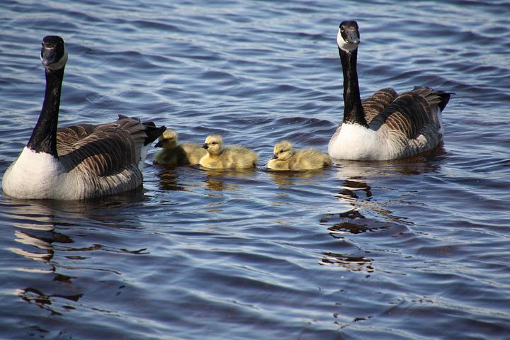 Canada goose 14-16 years ebay gratuito Clearance