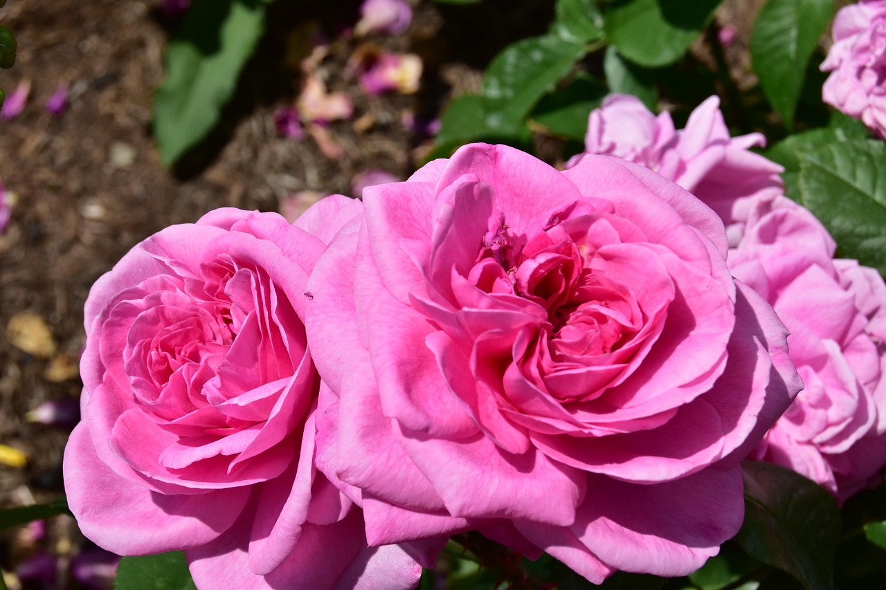 Pink Roses Natural Photography Pink Rose Nature - Free photo on Pixabay - Pixabay