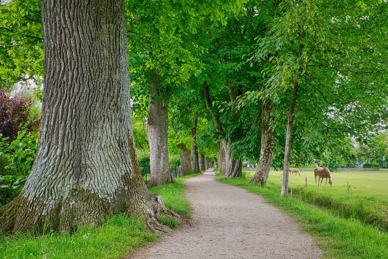 Trees Avenue Tree Lined - Free photo on Pixabay