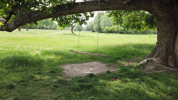 Free Tree Nature photo and picture