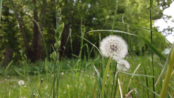 Free Dandelion Grass photo and picture
