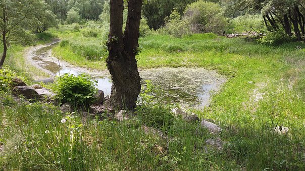 Free Pond Nature photo and picture