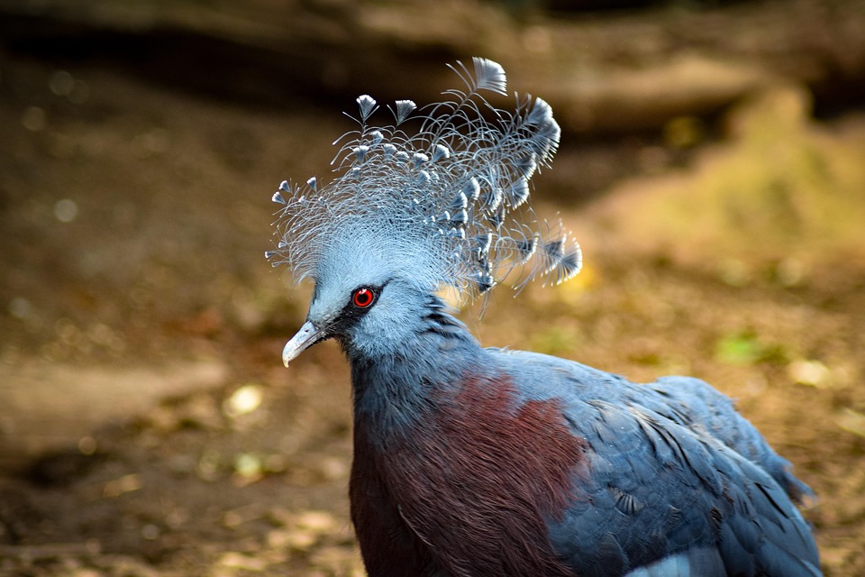 61 Gambar Burung Merak Biru Gratis