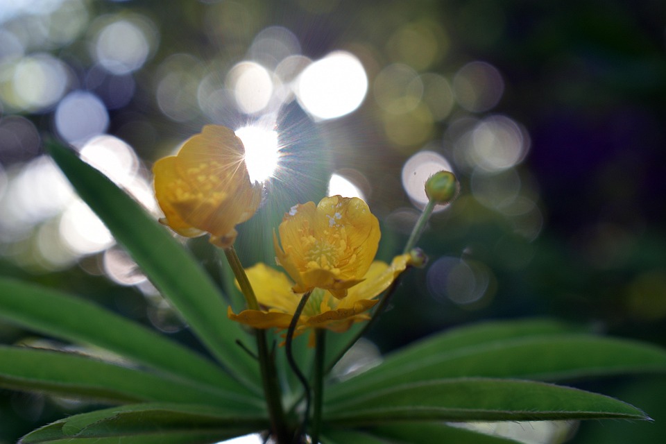 flower-5271443_960_720.jpg