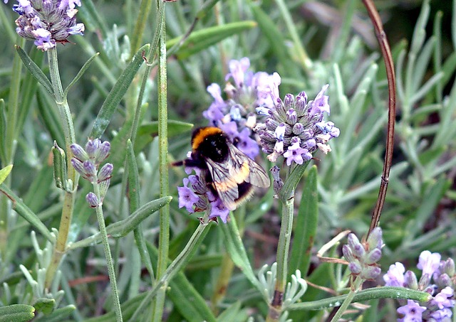 Free Nature Bee photo and picture