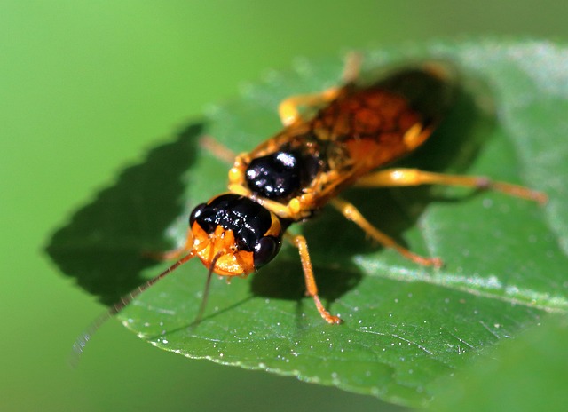 Sawfly Insect Macro - Free photo on Pixabay - Pixabay
