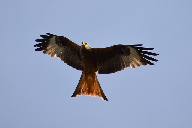 Free Red Kite Milan photo and picture