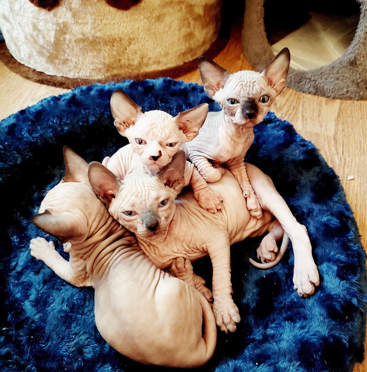 20 000 Free Sphynx Cat Sphynx Images Pixabay