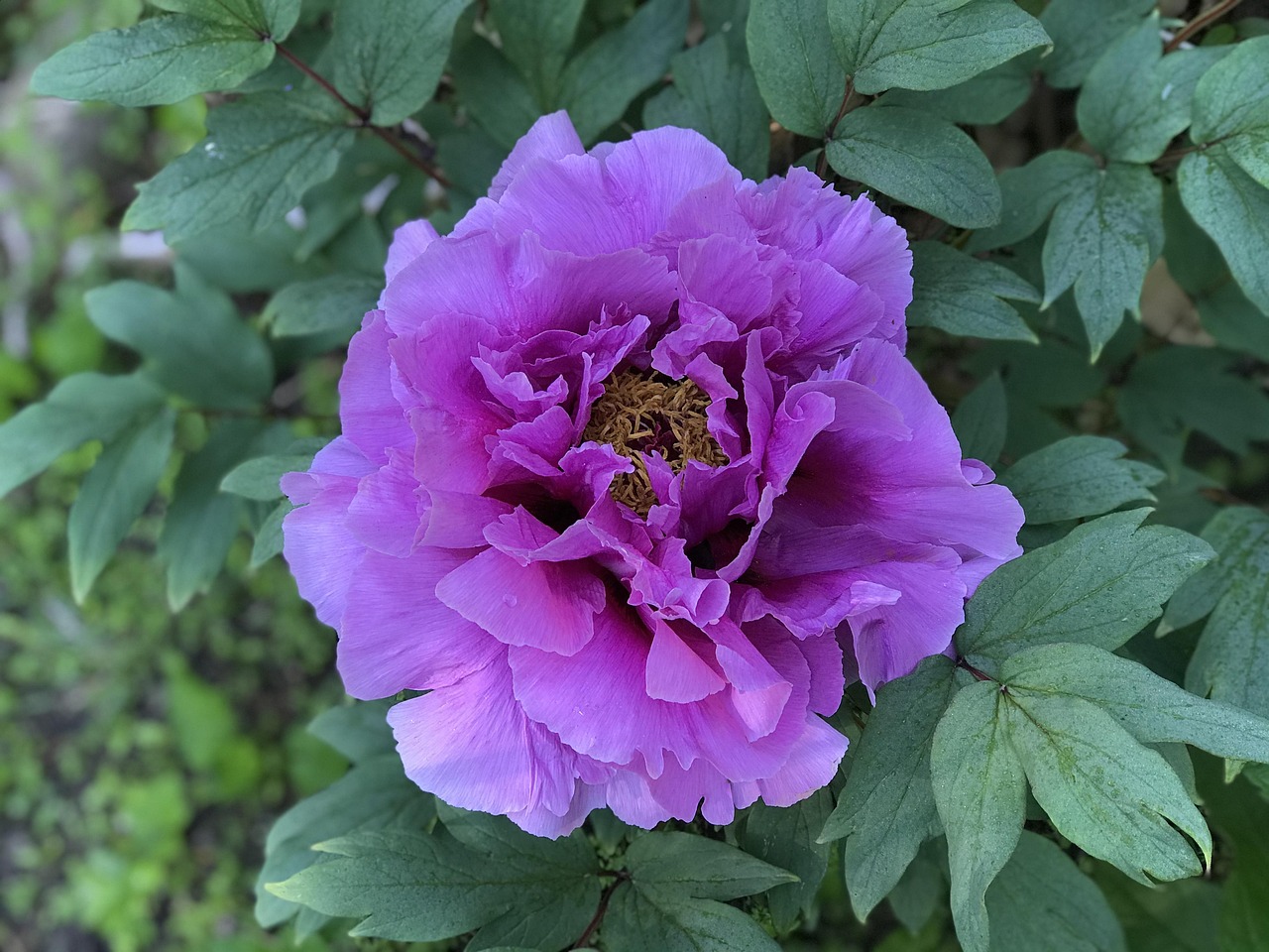 Tree Peony Flower Blossom Pink - Free photo on Pixabay - Pixabay