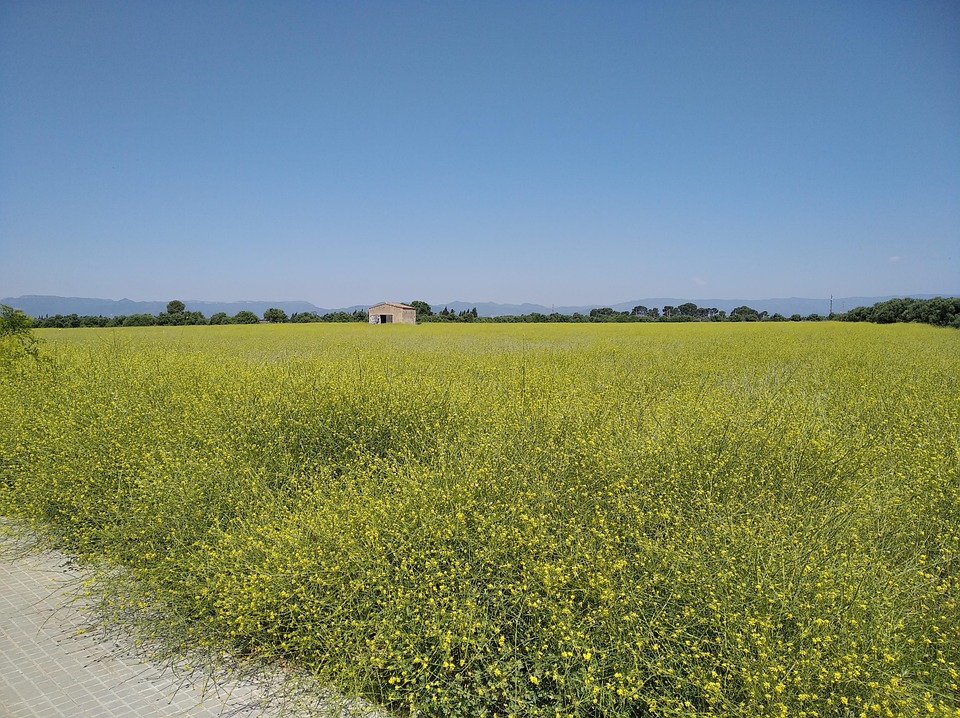 Countryside Field - Free photo on Pixabay - Pixabay