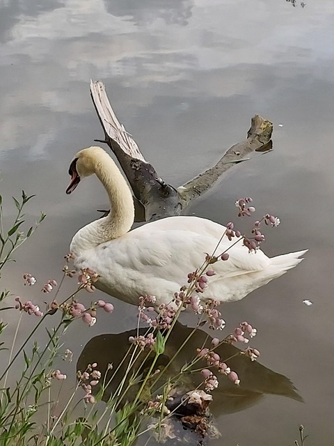 Schwan, Cygnus, Höckerschwan, Entenvögel
