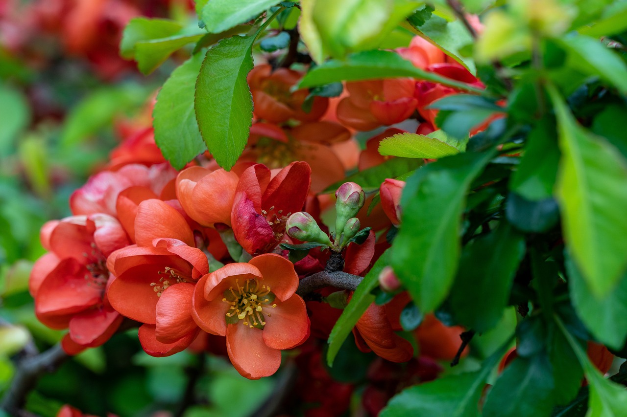 Quince Bloom Spring Free photo on Pixabay Pixabay