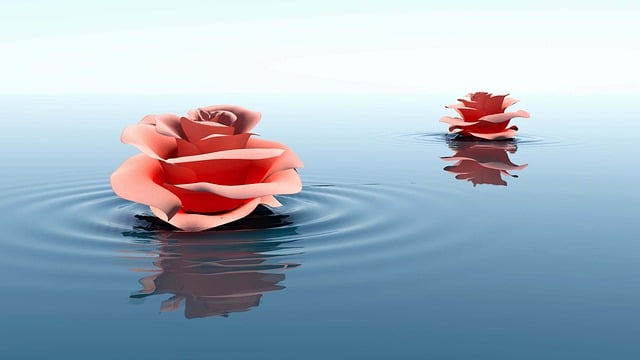 Rosa, Agua, Naturaleza, Planta, Flores