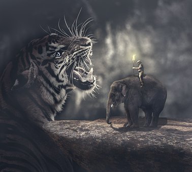 Tiger, Elefant, Varm Stemning, Hd Tapet