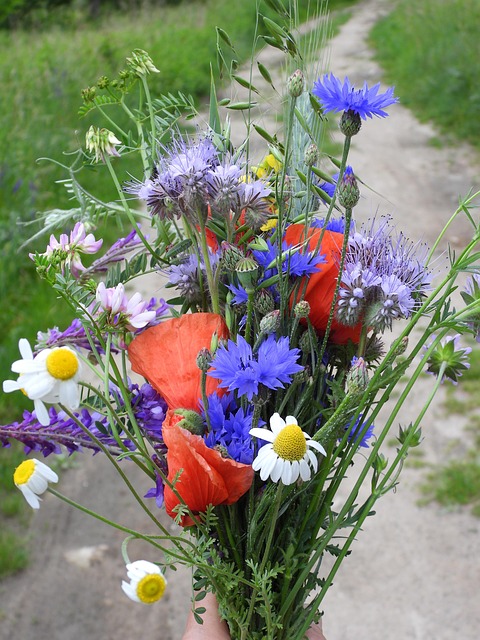 Free A Bouquet Of Wild Flowers Flowers photo and picture