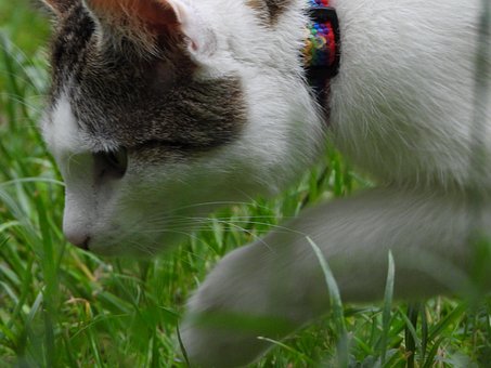 Free Cat Dachowiec photo and picture