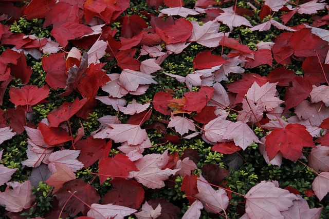 Free Fall Leaves photo and picture