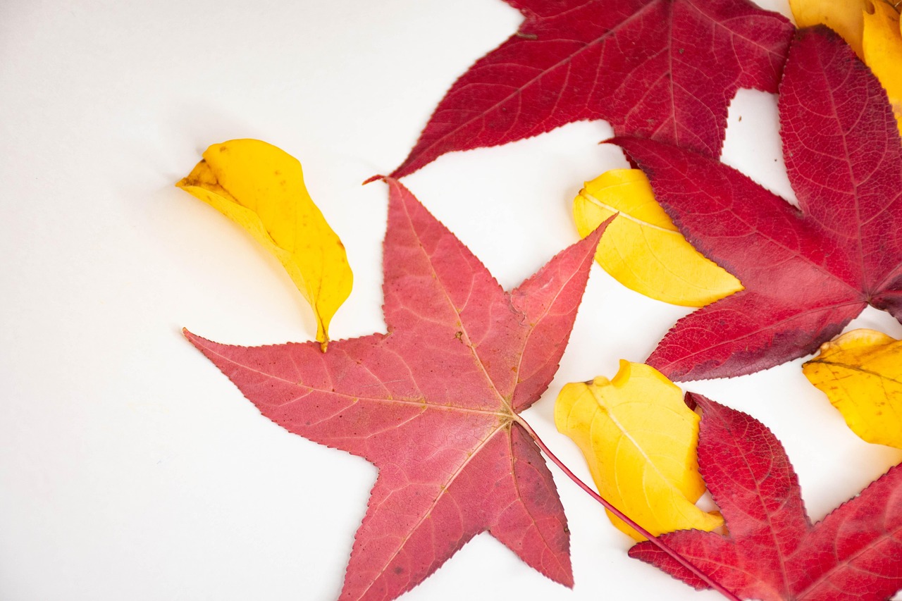 Leaves - free online jigsaw puzzle photo