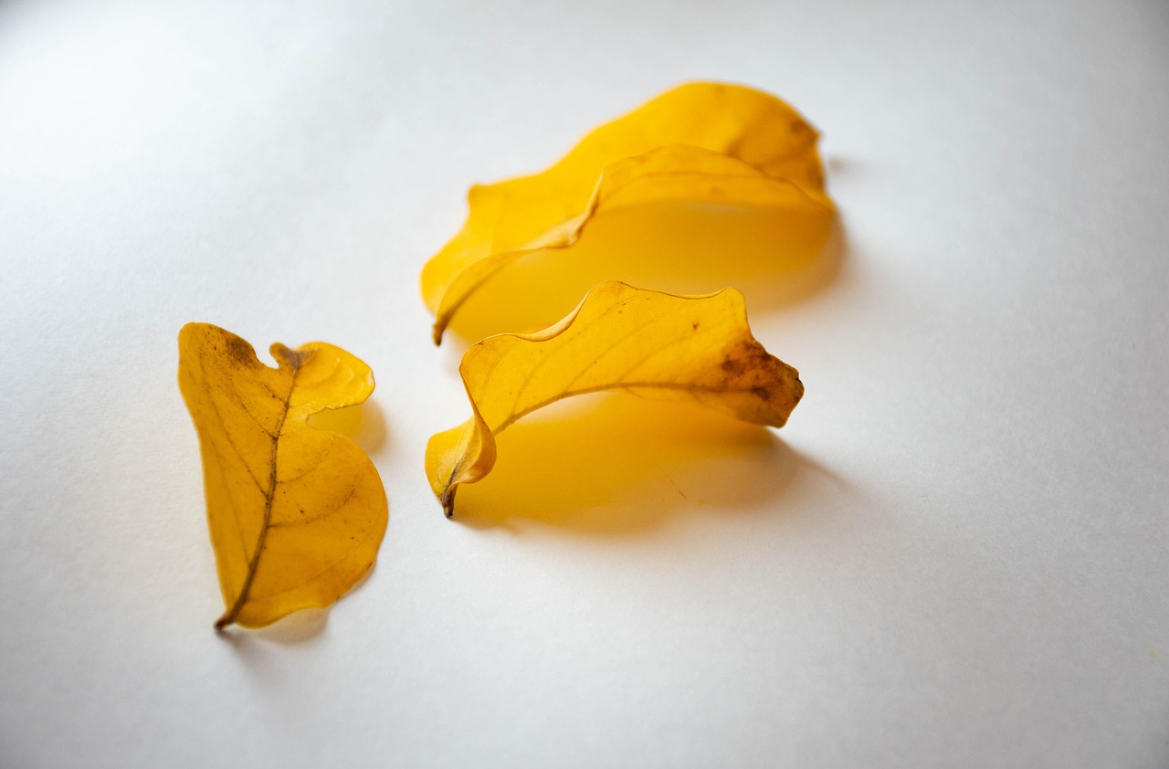 Leaves - free online jigsaw puzzle photo