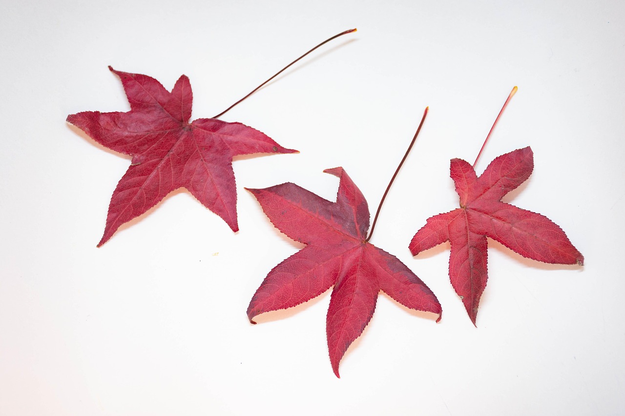 Leaves - free online jigsaw puzzle photo