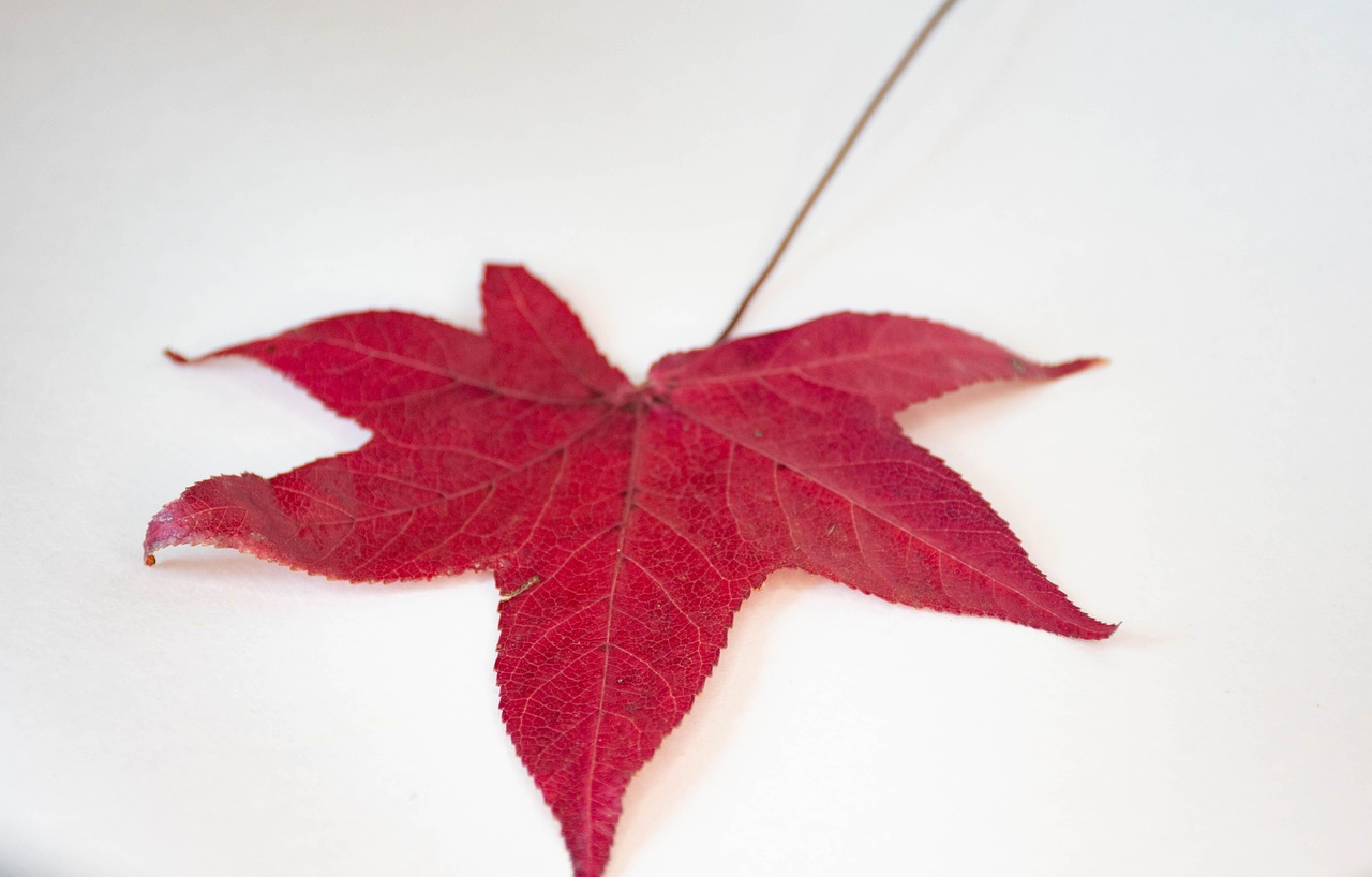 Leaves - free online jigsaw puzzle photo
