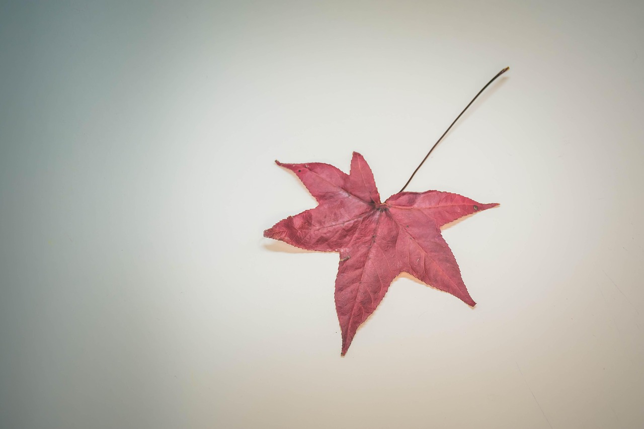 Leaves - free online jigsaw puzzle photo