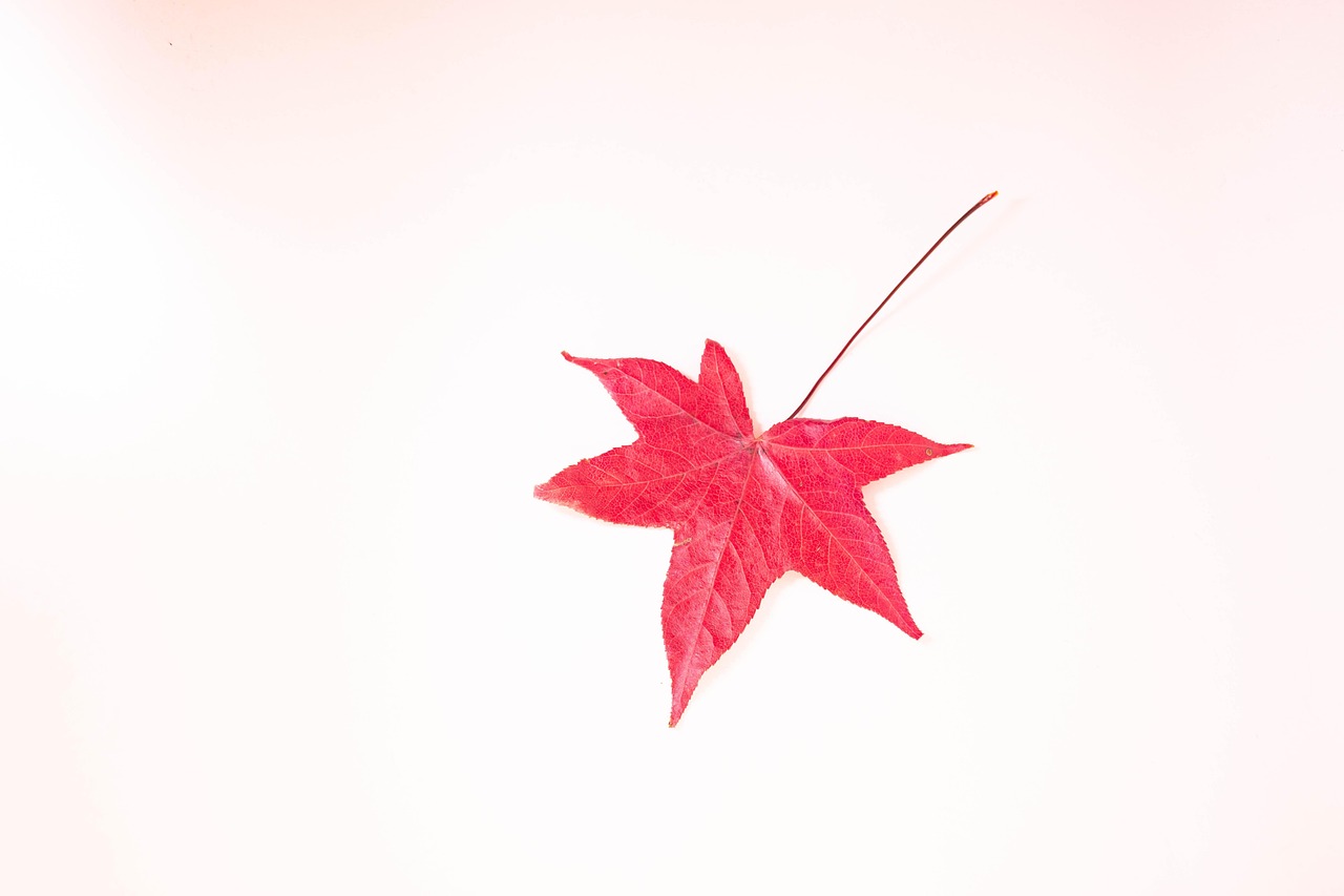 Leaves - free online jigsaw puzzle photo