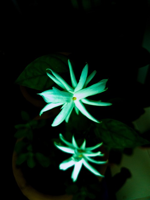 Free Flower Plant photo and picture