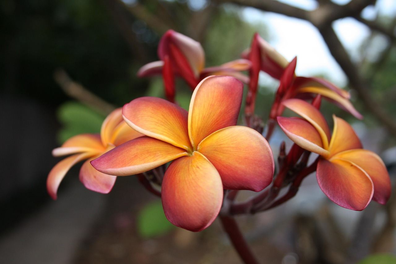 Frangipani Tropical Flower Free photo on Pixabay Pixabay