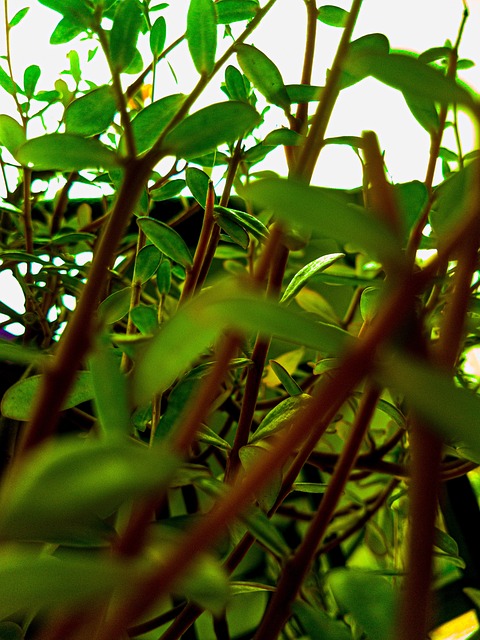 Free Plant Garden photo and picture
