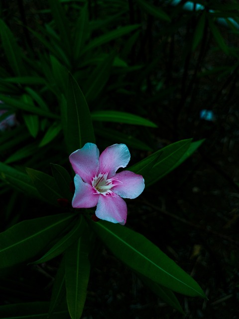 Free Flower Nature photo and picture