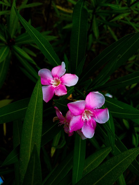Free Flower Flower Wallpaper photo and picture