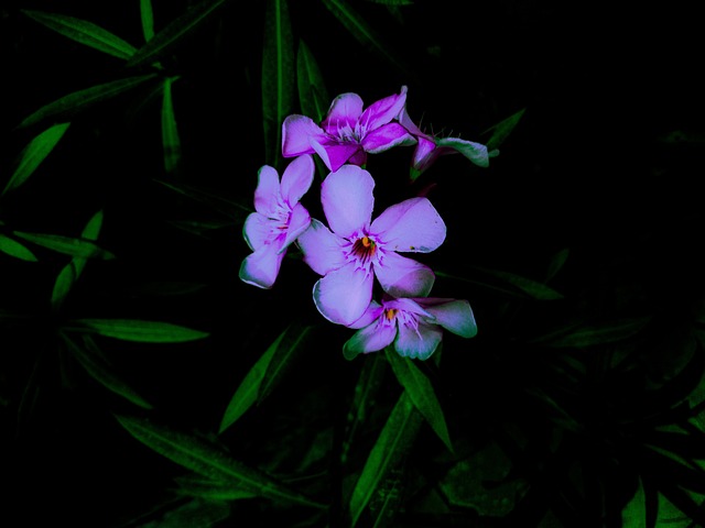 Free Plant Flower photo and picture