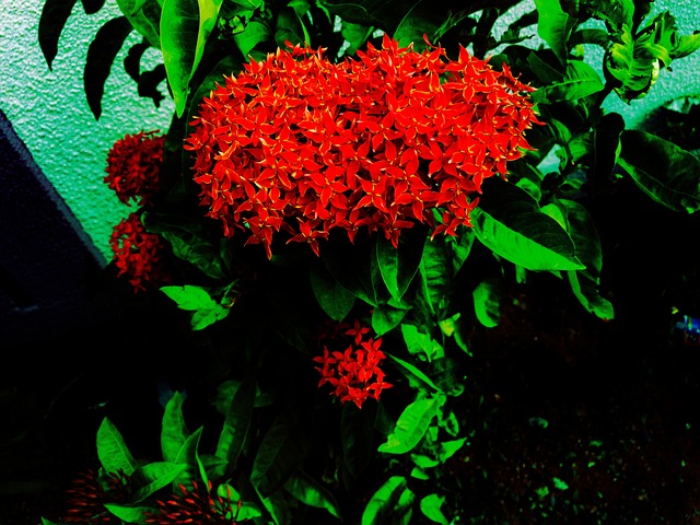 Free Plant Flower photo and picture