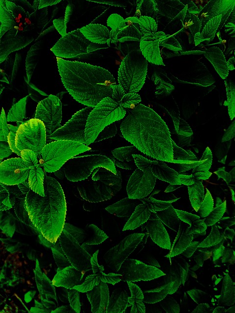 Free Plant Green photo and picture