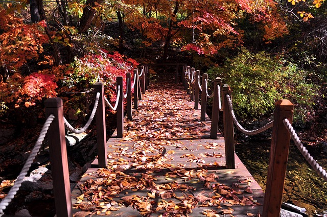 Autumn Leaves Bridge - Free photo on Pixabay