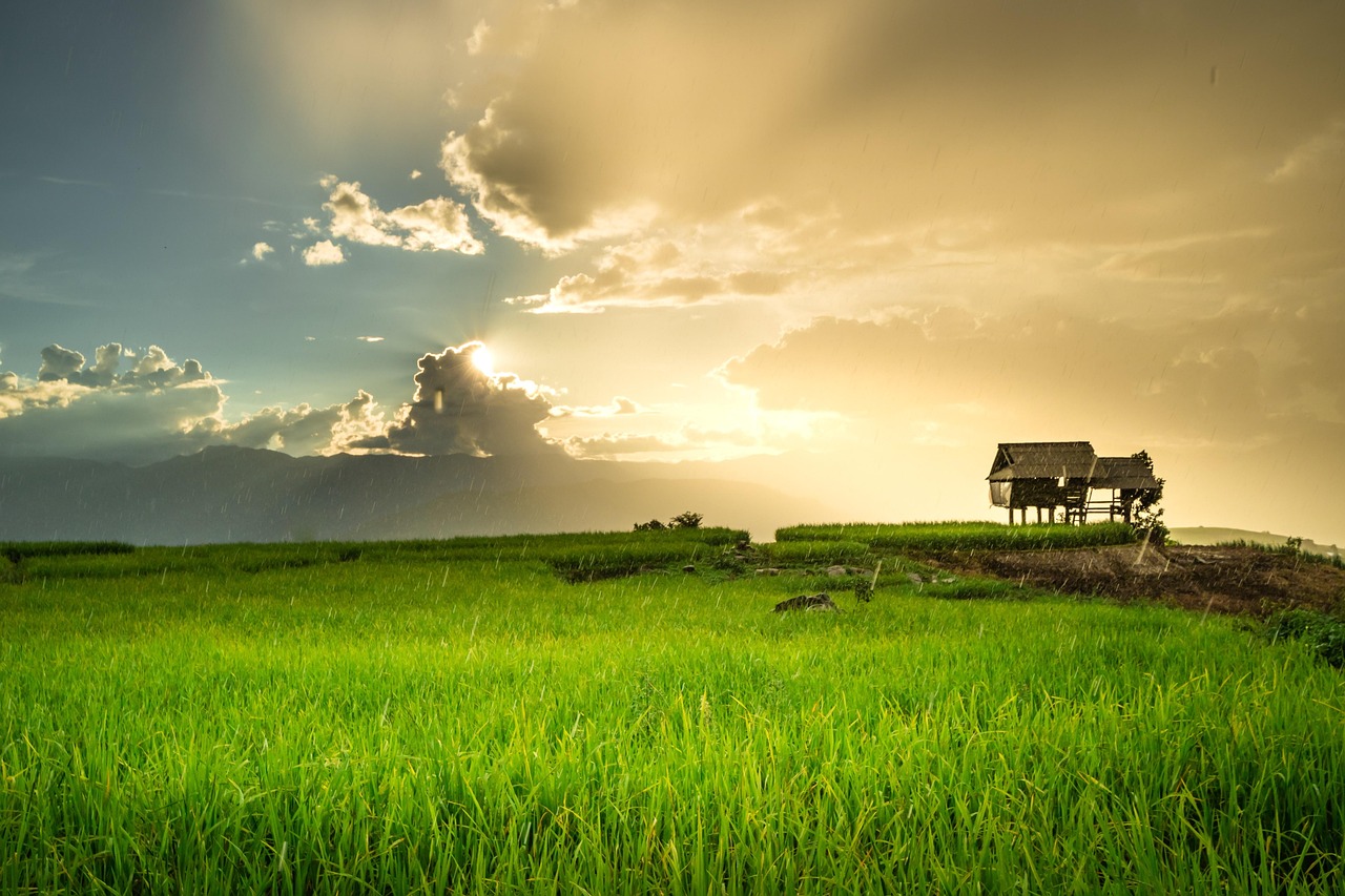 Really Rice Sunset Rice Sunset Rain - Free photo on Pixabay - Pixabay